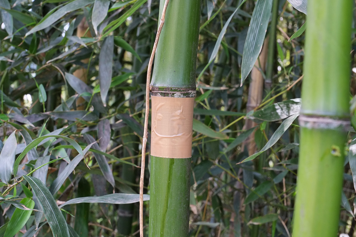 細い竹 食べる 食用たけのこの種類は？生筍を美味しく食べるあく抜きの方法とレシピ